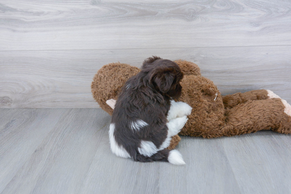 Friendly Havanese Baby