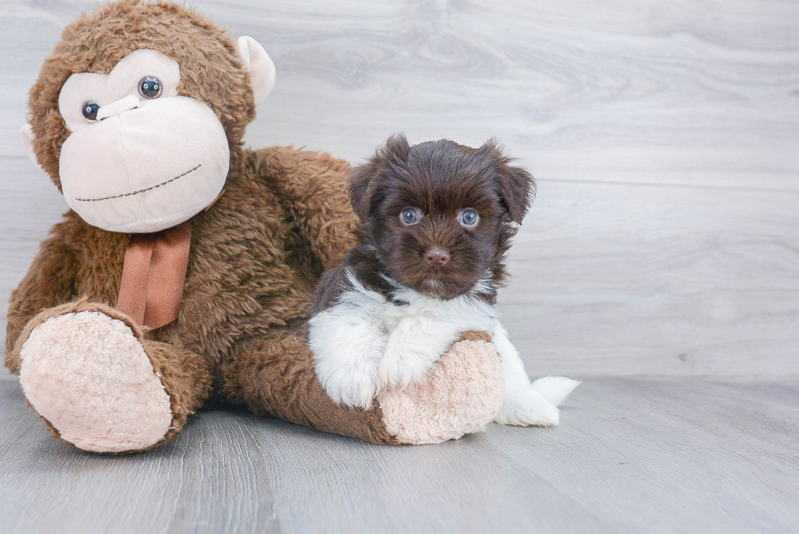Playful Havanese Purebred Pup