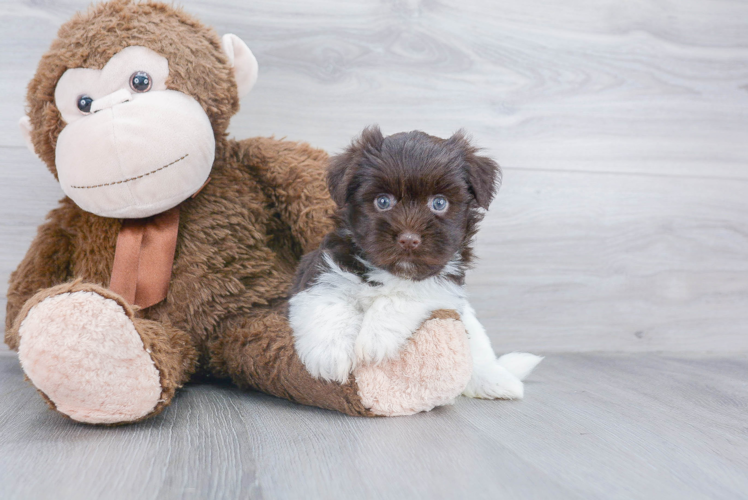 Playful Havanese Purebred Pup