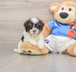 6 week old Havanese Puppy For Sale - Premier Pups