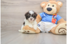 Hypoallergenic Havanese Purebred Pup