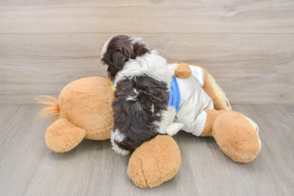 Popular Havanese Purebred Pup