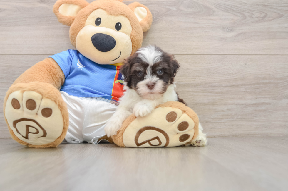 Havanese Puppy for Adoption