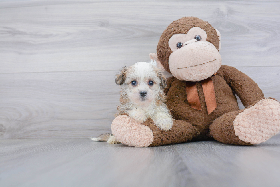 Best Havanese Baby