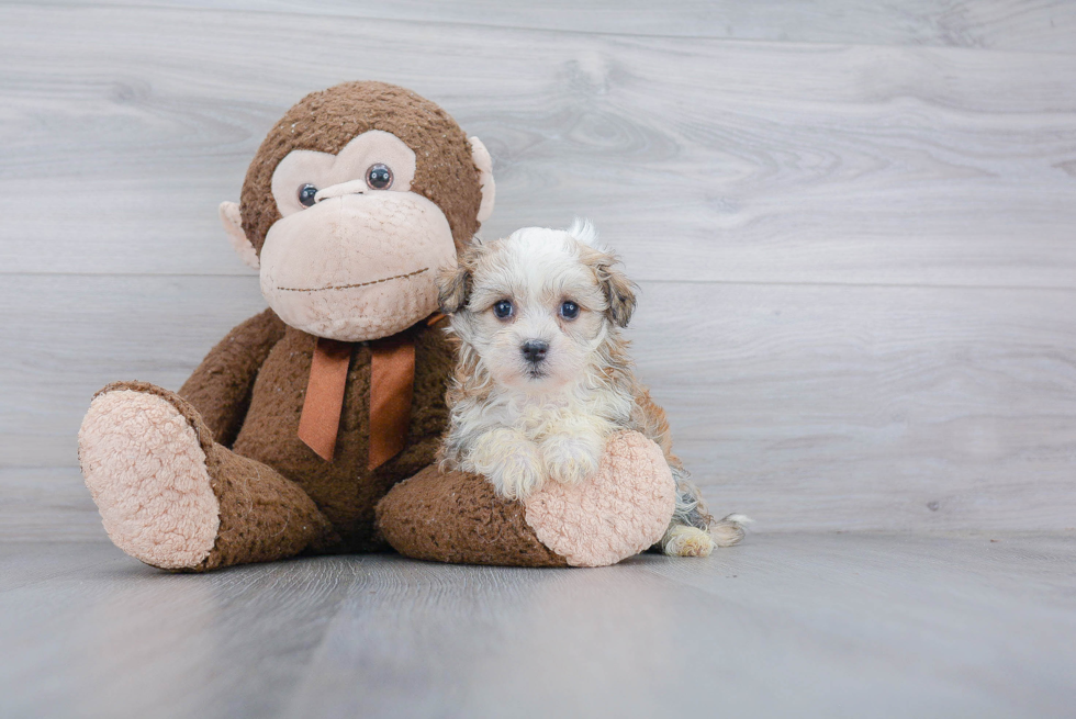 Havanese Pup Being Cute