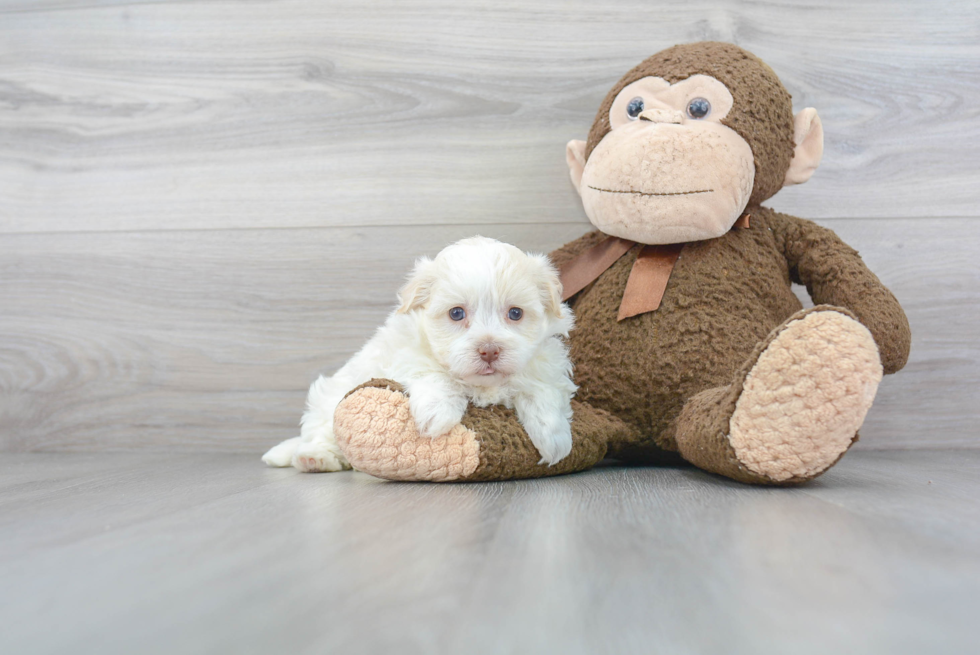 Little Havanese Purebred Pup