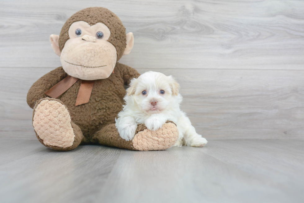 Happy Havanese Purebred Puppy