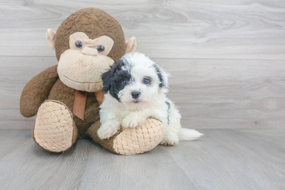 Funny Havanese Baby