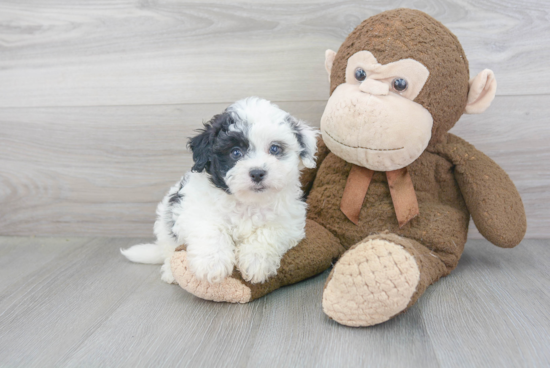 Happy Havanese Purebred Puppy