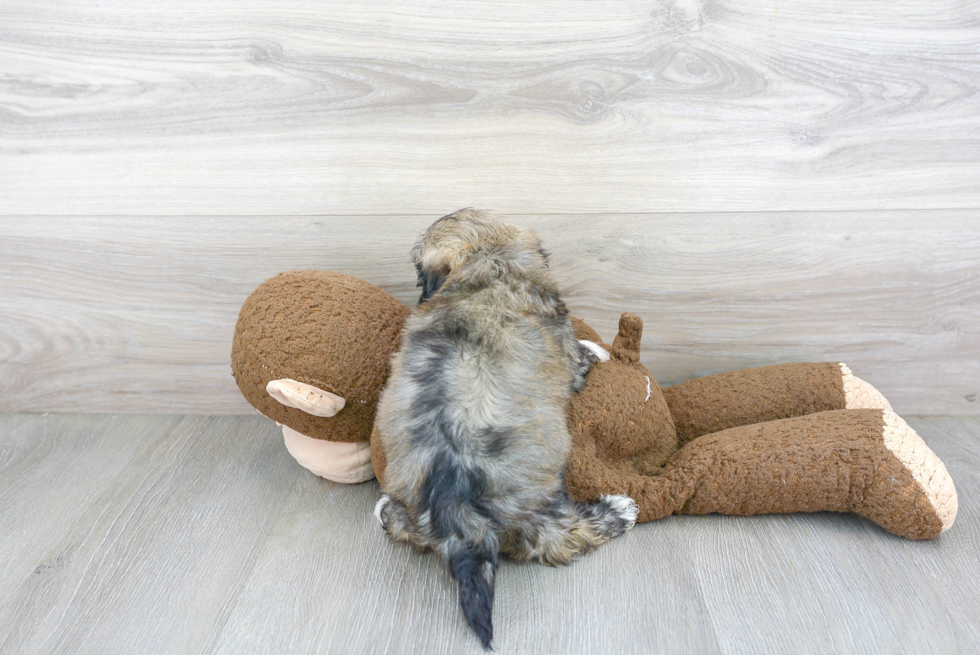 Havanese Pup Being Cute