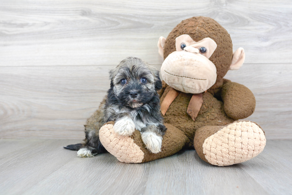 Havanese Pup Being Cute