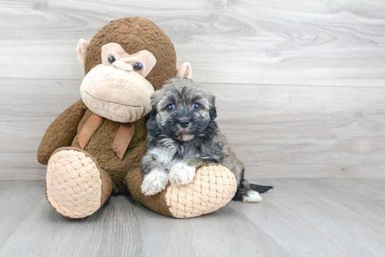 Hypoallergenic Havanese Baby