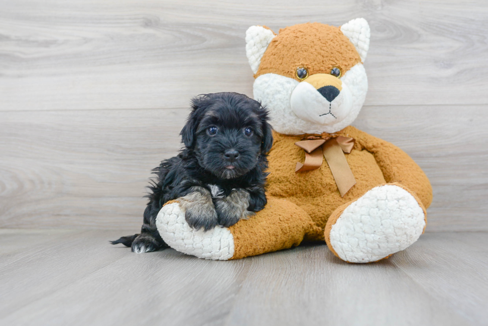 Best Havanese Baby