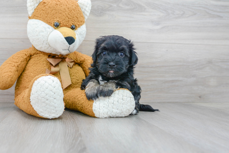 Havanese Pup Being Cute