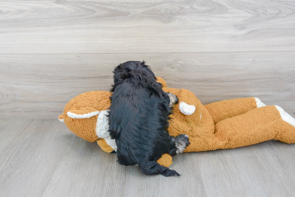 Petite Havanese Purebred Puppy