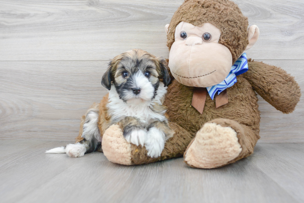 Havanese Pup Being Cute