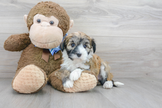 Havanese Puppy for Adoption