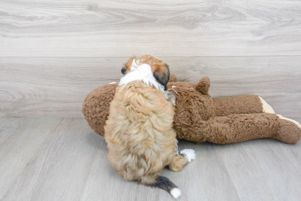 Popular Havanese Purebred Pup