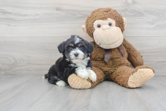 Best Havanese Baby