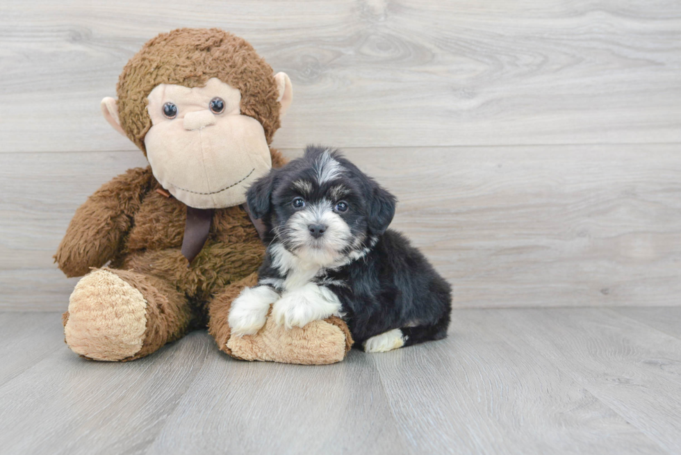 Petite Havanese Purebred Puppy