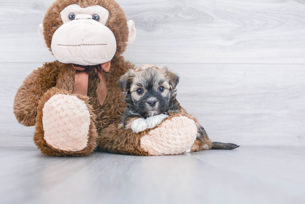 Small Havanese Purebred Pup