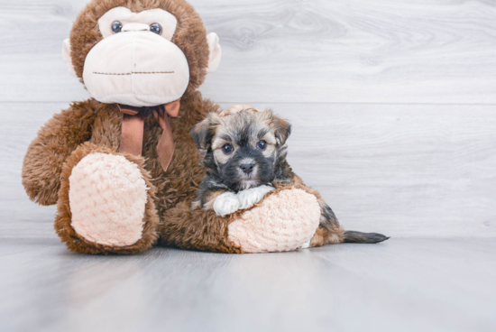 Small Havanese Purebred Pup