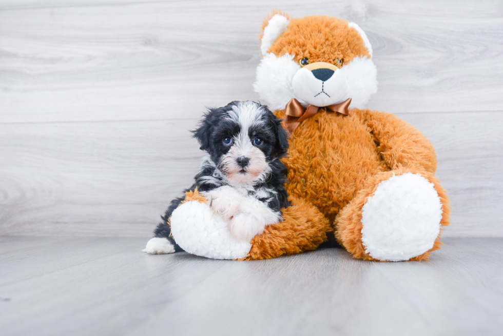 Havanese Puppy for Adoption