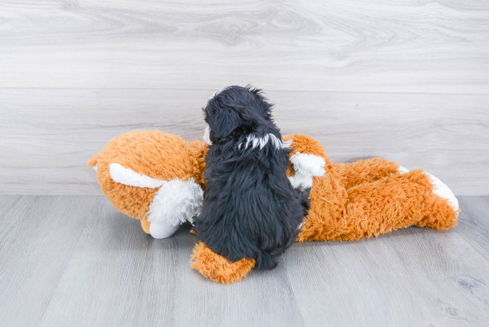 Hypoallergenic Havanese Baby