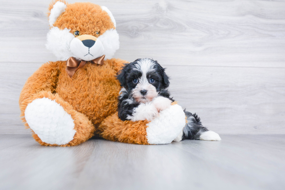 Havanese Pup Being Cute