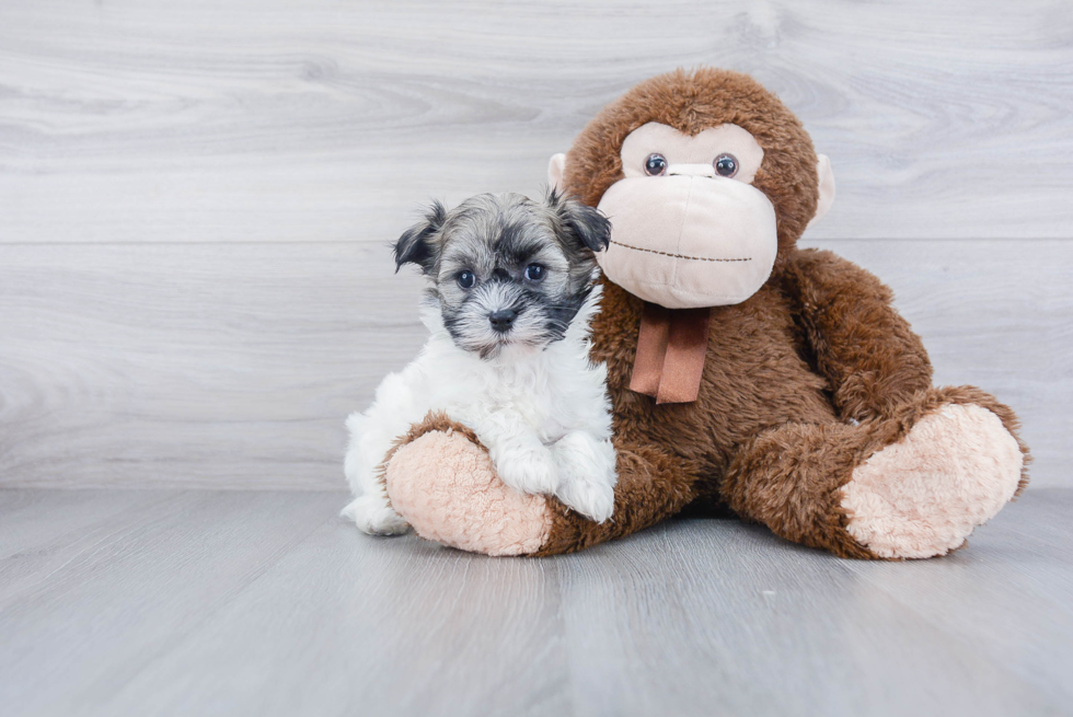 Akc Registered Havanese Purebred Pup