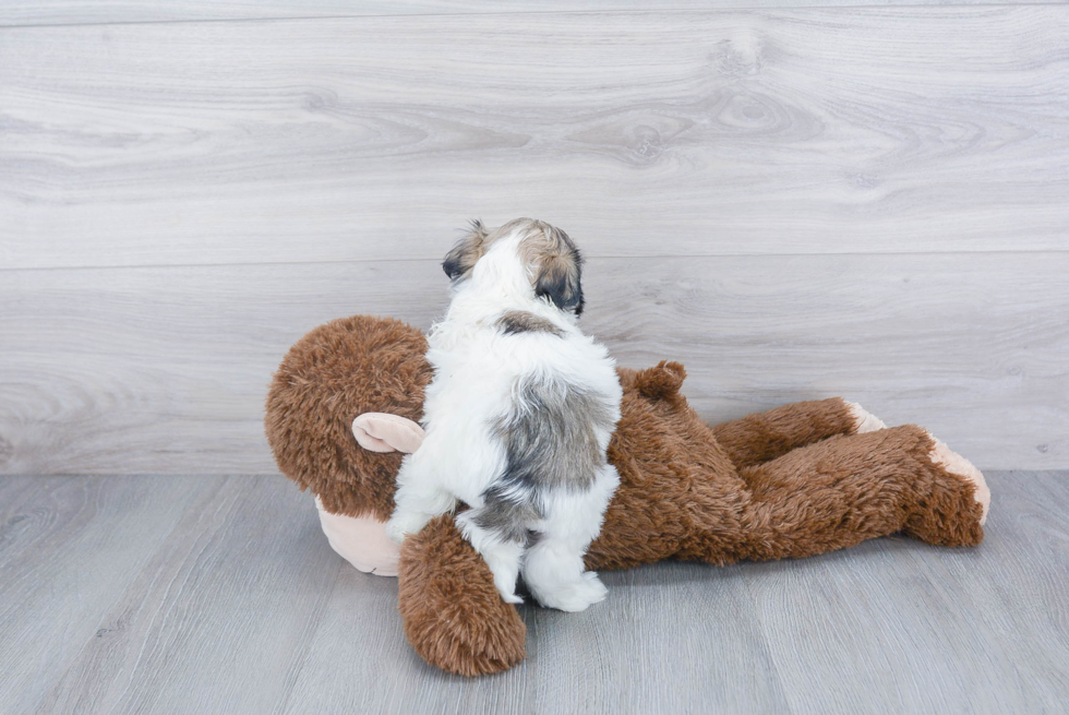 Funny Havanese Purebred Pup