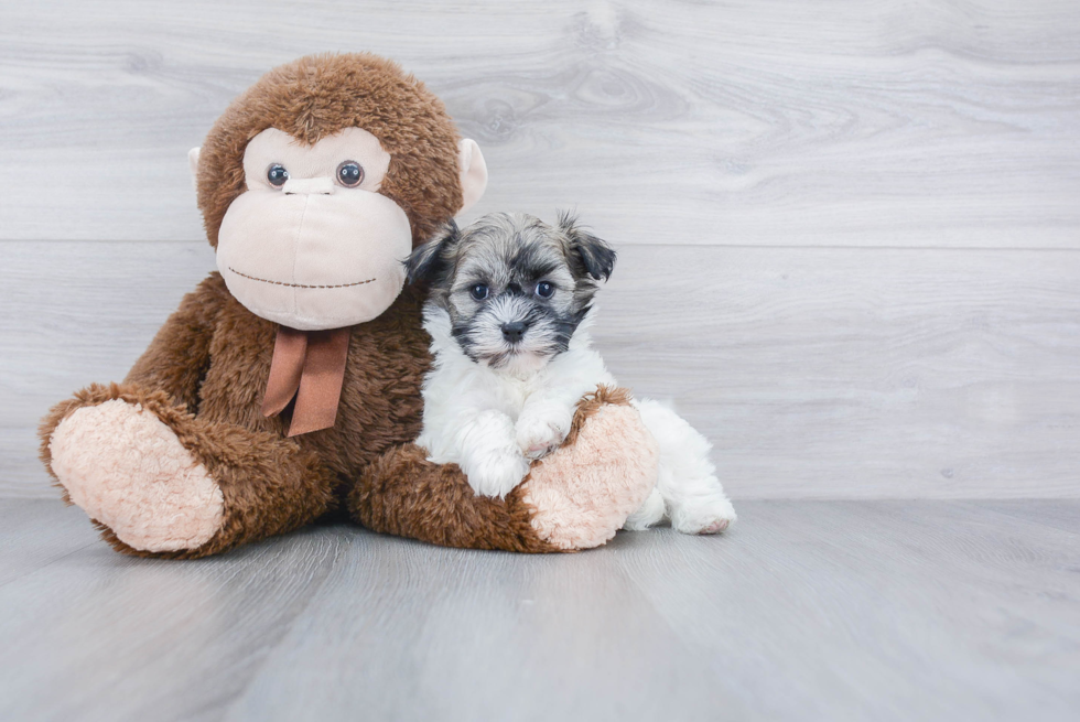 Funny Havanese Baby