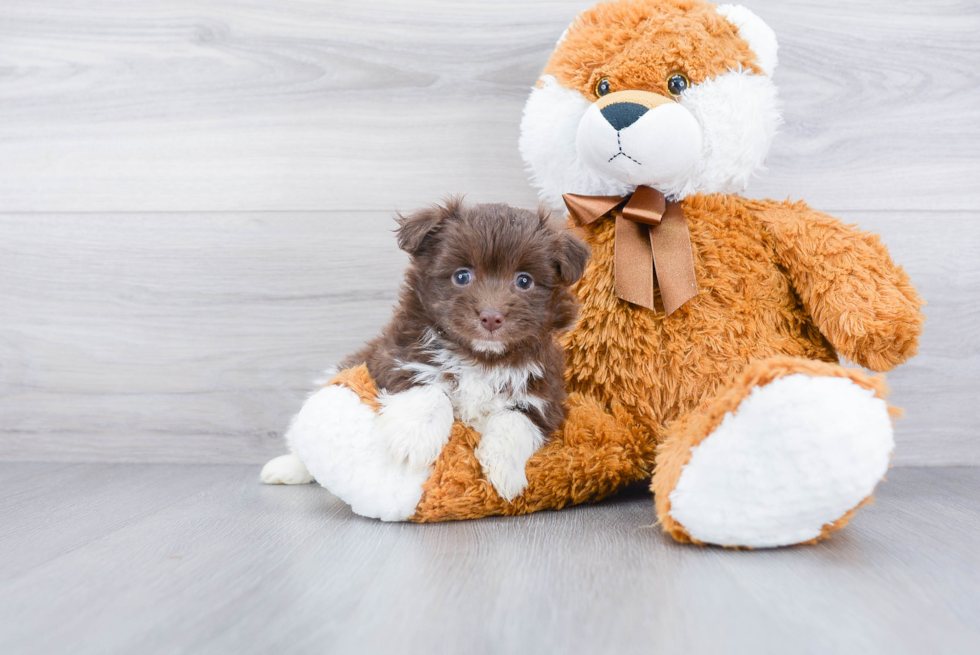 Playful Havanese Baby