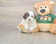 5 week old Havanese Puppy For Sale - Premier Pups