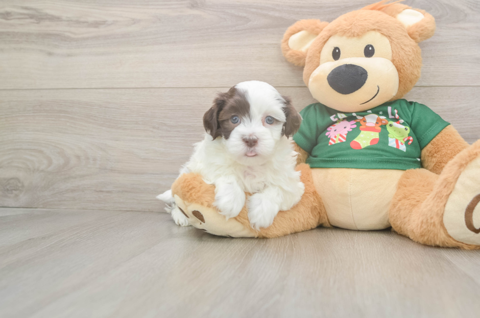 5 week old Havanese Puppy For Sale - Premier Pups