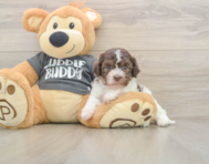 5 week old Havanese Puppy For Sale - Premier Pups