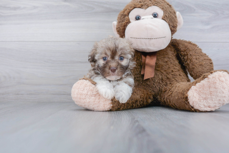 Small Havanese Purebred Pup