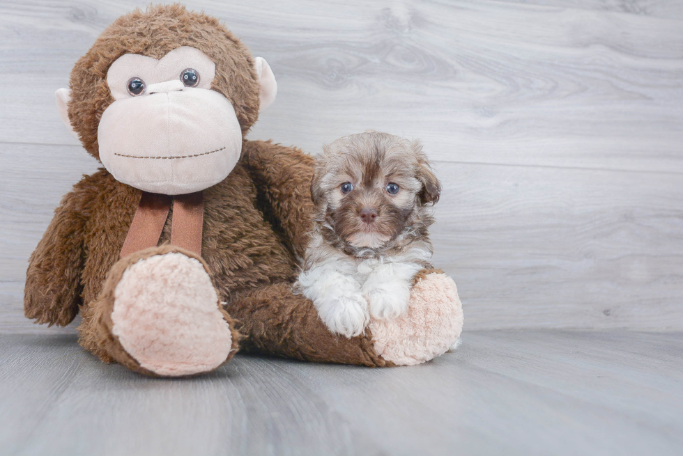 Havanese Pup Being Cute