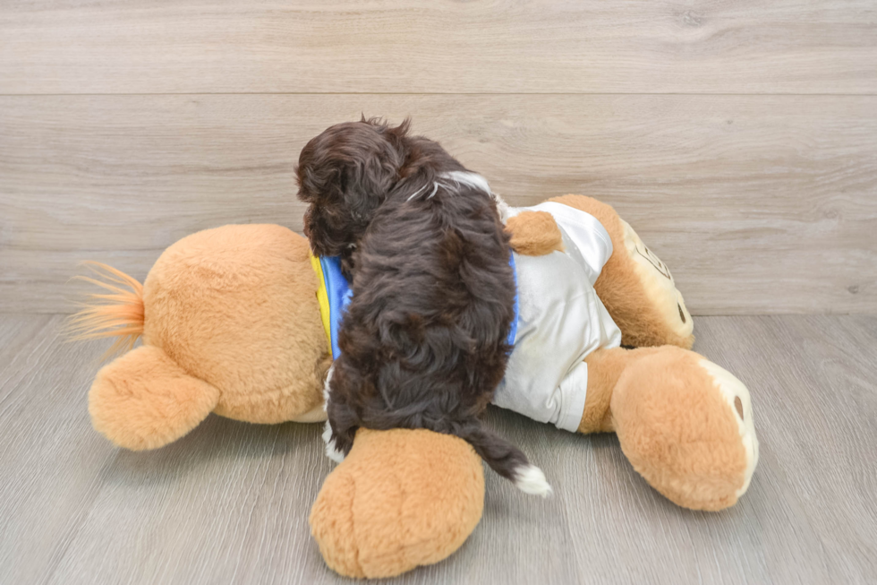 Small Havanese Purebred Pup