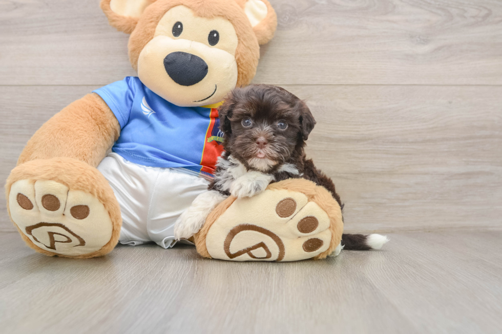 Friendly Havanese Purebred Pup