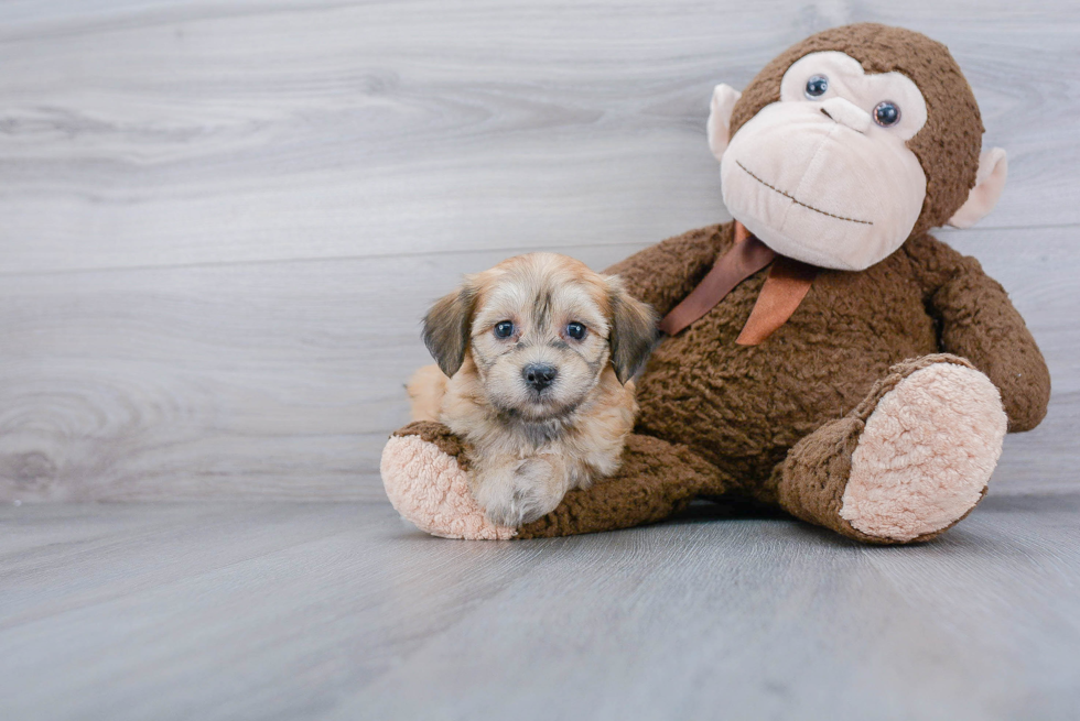 Havanese Puppy for Adoption