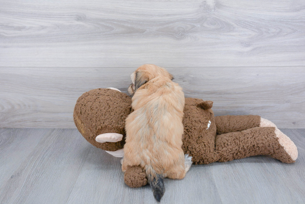 Friendly Havanese Purebred Pup