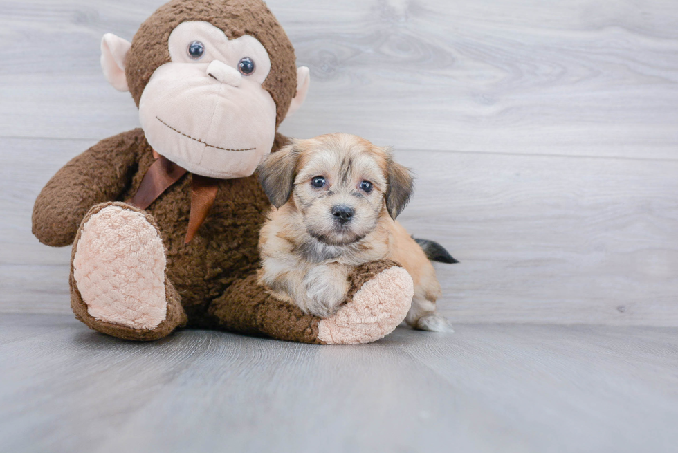 Havanese Pup Being Cute