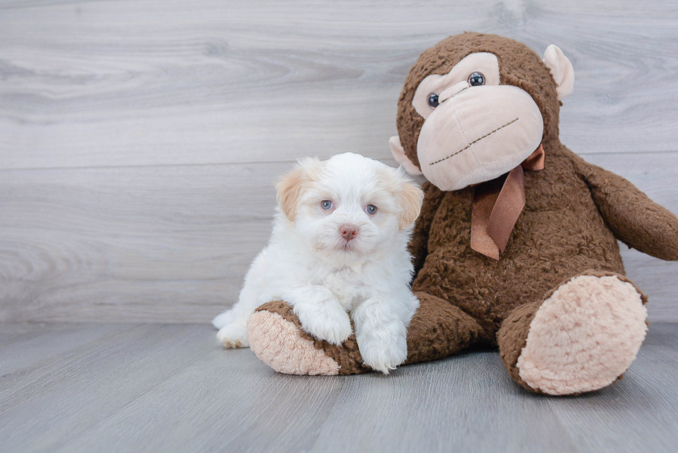 Popular Havanese Purebred Pup