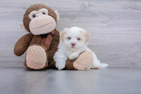 Best Havanese Baby