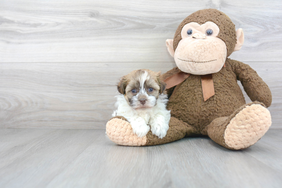 Happy Havanese Purebred Puppy