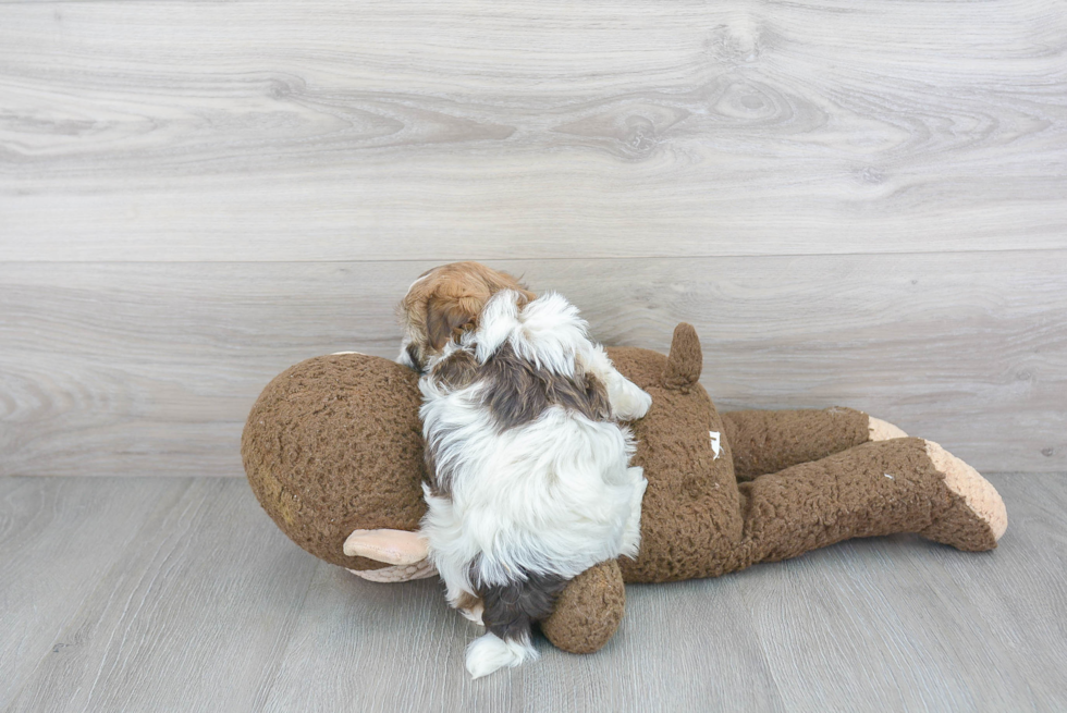 Havanese Pup Being Cute