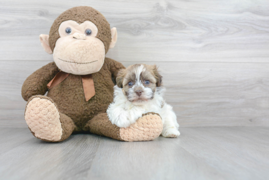 Hypoallergenic Havanese Purebred Pup