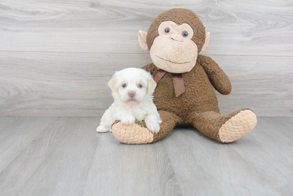 Havanese Puppy for Adoption