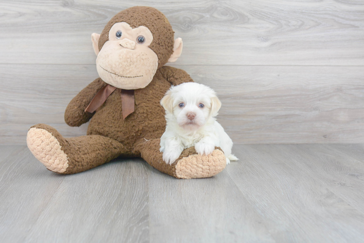 Fluffy Havanese Purebred Puppy